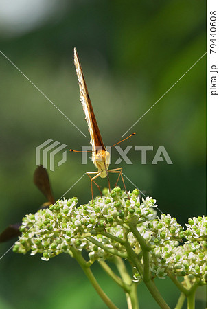 ツマグロヒョウモンのオス カラスザンショウの花で吸蜜 ツマグロヒョウモンのオス カラスザンショウの花で吸蜜 79440608