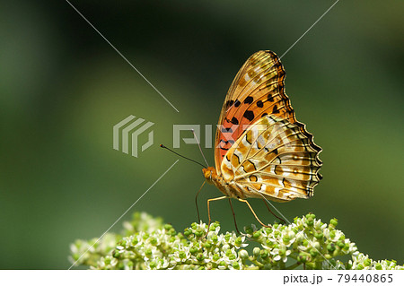 ツマグロヒョウモンのオス　カラスザンショウの花で吸蜜中 79440865