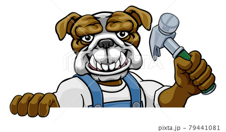Bulldog Carpenter Handyman Builder Holding Hammer Bulldog Carpenter Handyman Builder Holding Hammer 79441081