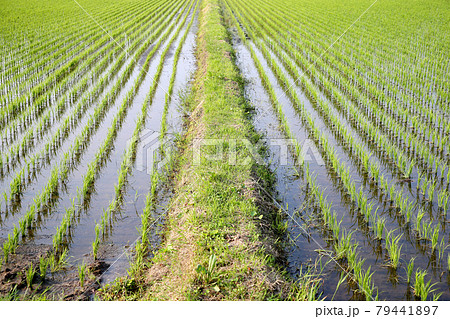 田んぼと田んぼの間の畦道（あぜ道） 79441897