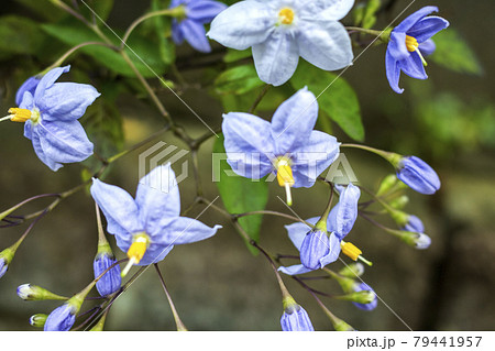Flowers of Solanum carolinense 可憐なワウナスビの花 Flowers of Solanum carolinense 可憐なワウナスビの花 79441957