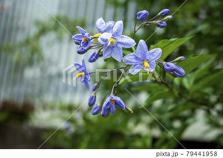 Flowers of Solanum carolinense 可憐なワウナスビの花 Flowers of Solanum carolinense 可憐なワウナスビの花 79441958