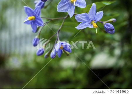Flowers of Solanum carolinense　可憐なワウナスビの花 79441960