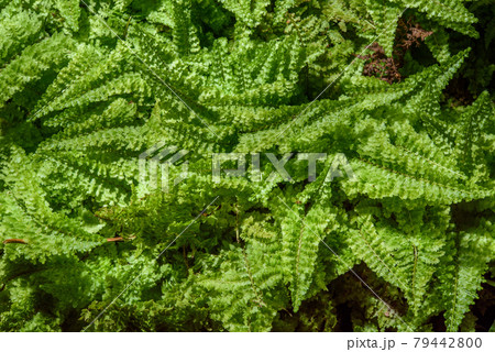 fern leaves on black background 79442800