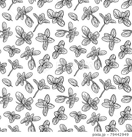 Basil Seamless Pattern. Italian herbs.A sprig of marjoram.  79442949