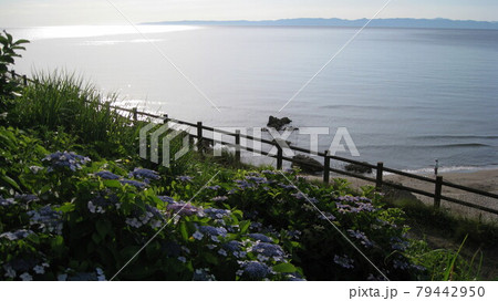 晴れた夏の日の紫陽花と佐渡ヶ島が見える砂浜で釣り女子 79442950