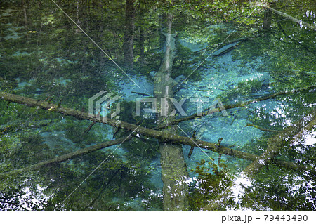 神の子池 79443490