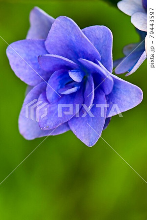 金沢のあじさい寺 79443597