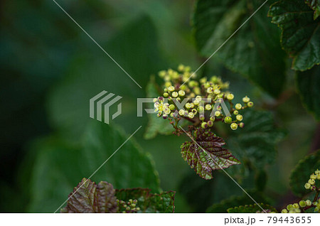 ノブドウの花 79443655