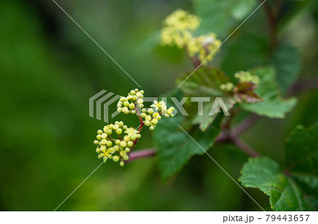 ノブドウの花 79443657