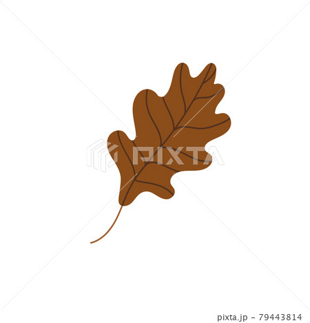 Fallen oak leaf isolated on a white background 79443814