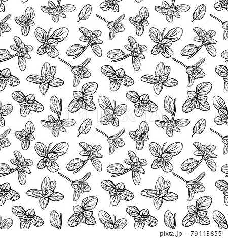 Basil Pattern Italian Herbs A Sprig Of Marjoramのイラスト素材