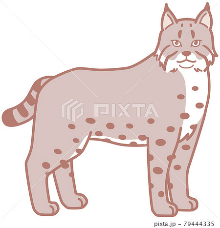 猫科動物 横向きのボブキャットのイラストのイラスト素材