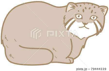 猫科動物 マヌルネコ イラストのイラスト素材