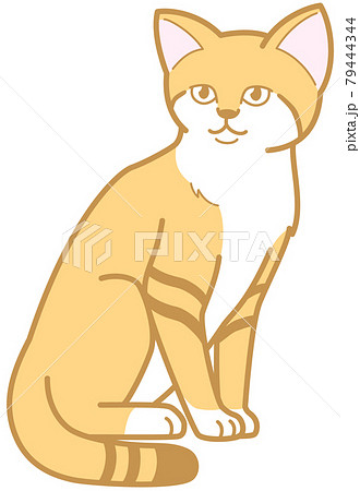 スナネコ 座る 猫科動物 イラストのイラスト素材