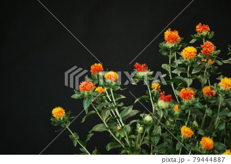 紅花「べにばな」 79444887