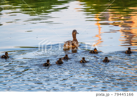 A family of ducks, a duck and its little ducklings are swimming in the water. The duck takes care of its newborn ducklings. Mallard, lat. Anas platyrhynchos 79445166