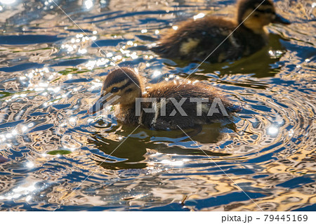 Cute little duckling swimming alone in a lake or river with calm water Cute little duckling swimming alone in a lake or river with calm water 79445169