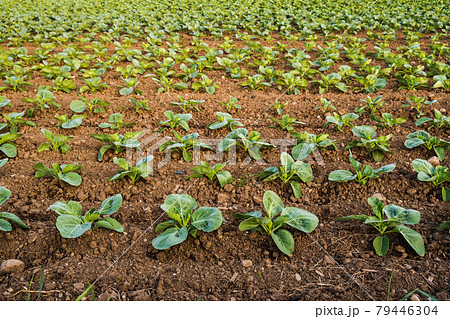 Fresh cabbage from farm field. View of green cabbages plants. Fresh cabbage from farm field. View of green cabbages plants. 79446304