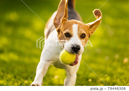 Beagle dog fun in garden outdoors run and jump with ball 79446306