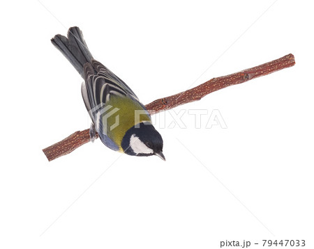 great tit sits on a tree branch isolated on white background great tit sits on a tree branch isolated on white background 79447033