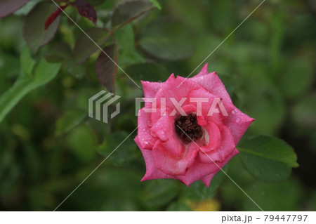 荒尾市 おもやい市民花壇 バラの花、 荒尾市 おもやい市民花壇 バラの花、 79447797