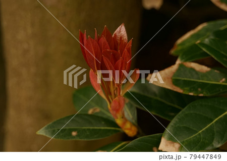 赤い新芽のカナメモチ 赤い新芽のカナメモチ 79447849