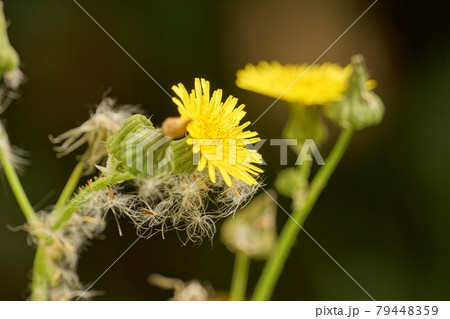 オニノゲシの花と綿毛 79448359