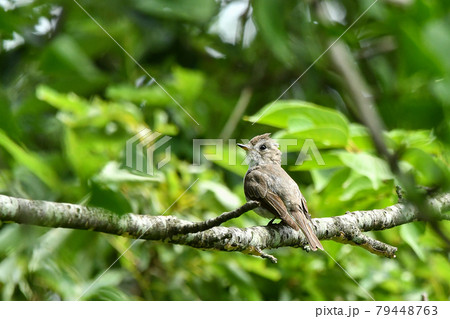 コサメビタキ 79448763