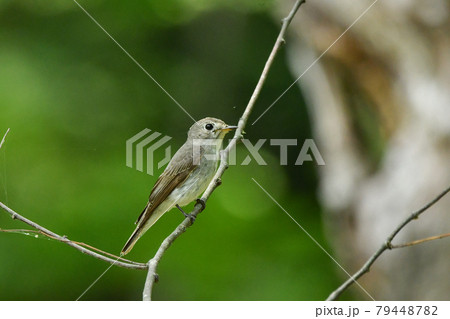 コサメビタキ 79448782
