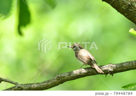 コサメビタキ 79448784