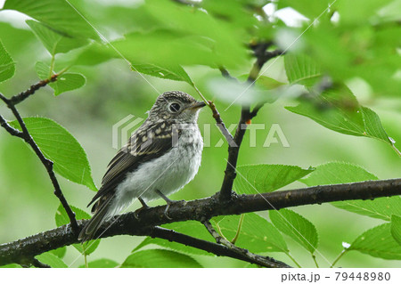 コサメビタキの雛 79448980