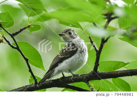 コサメビタキの雛 79448981