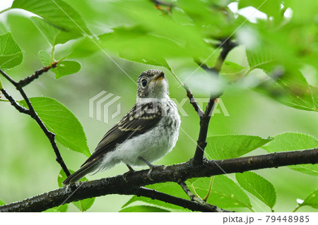 コサメビタキの雛 79448985