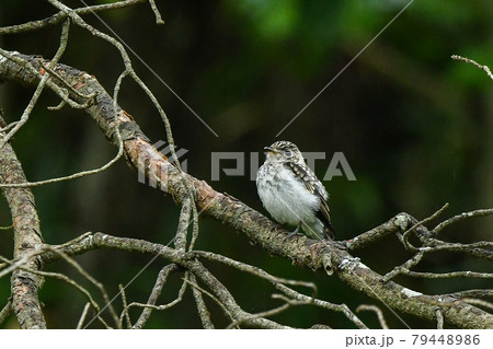 コサメビタキの雛 79448986