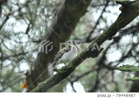 コサメビタキの雛 79448987