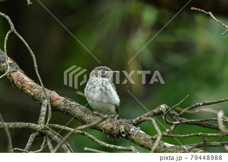 コサメビタキの雛 79448988