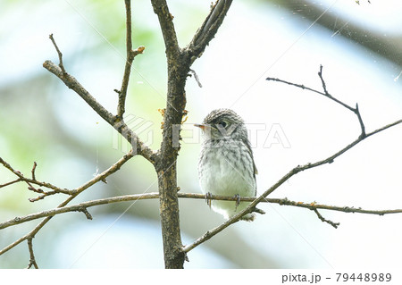 コサメビタキの雛 79448989