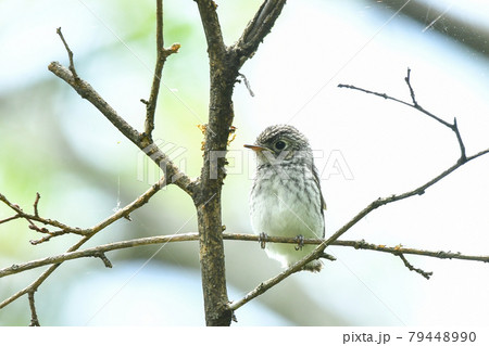 コサメビタキの雛 79448990