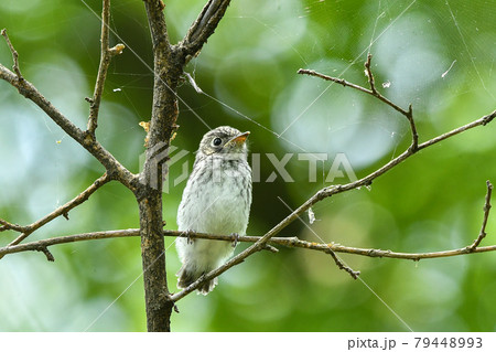 コサメビタキの雛 79448993