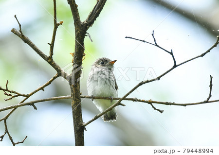 コサメビタキの雛 79448994