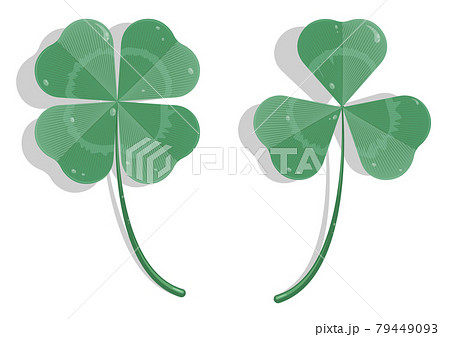 Realistic three and four leaf clover in cartoon style. Clover leaf with dew drops. Holiday symbol, mascot. Isolated vector on white background Realistic three and four leaf clover in cartoon style. Clover leaf with dew drops. Holiday symbol, mascot. Isolated vector on white background 79449093