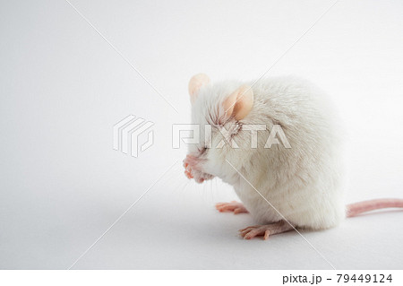 A funny white rat hides its muzzle with its paws. Animals for scientific experiments. 79449124