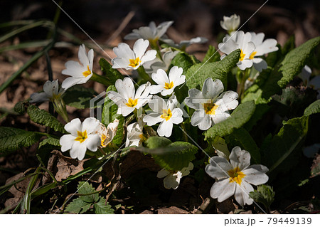 Small white flowers in the forest close-up. Small white flowers in the forest close-up. 79449139