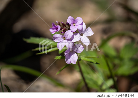 Inflorescence of purple forget-me-nots. Fragrant flowers close-up. Inflorescence of purple forget-me-nots. Fragrant flowers close-up. 79449144