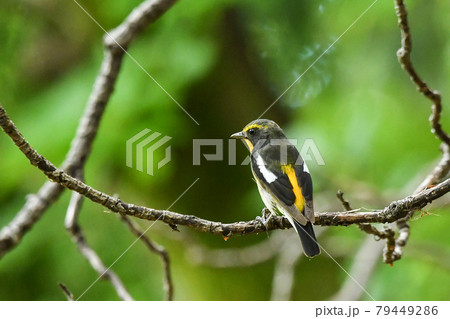 キビタキ 79449286