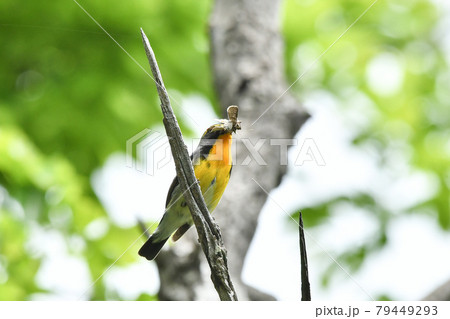 キビタキ キビタキ 79449293