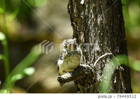 コサメビタキの雛 79449512
