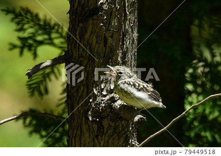 コサメビタキの雛 79449518