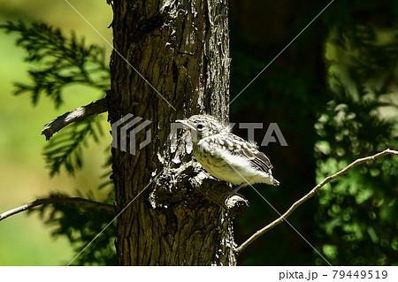 コサメビタキの雛 79449519